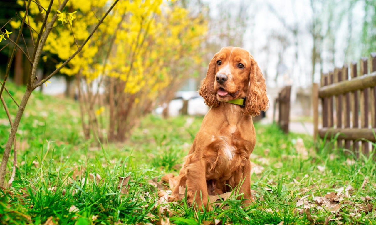 VETERINARI UPOZORAVAJU Ove rase pasa nikako ne treba šišati tokom leta!
