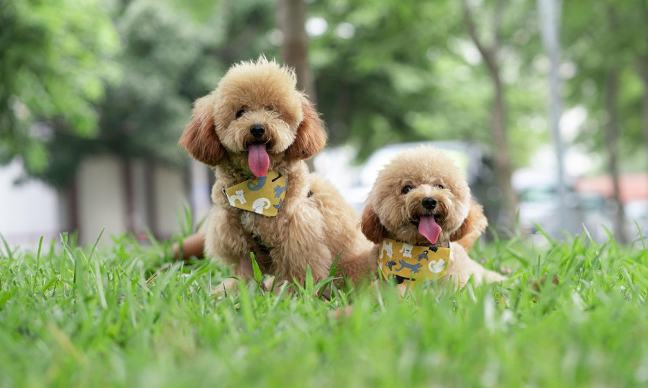 ODANI, VREDNI I NEVEROVATNO PAMETNI Ovo su tri najpametnije rase pasa!