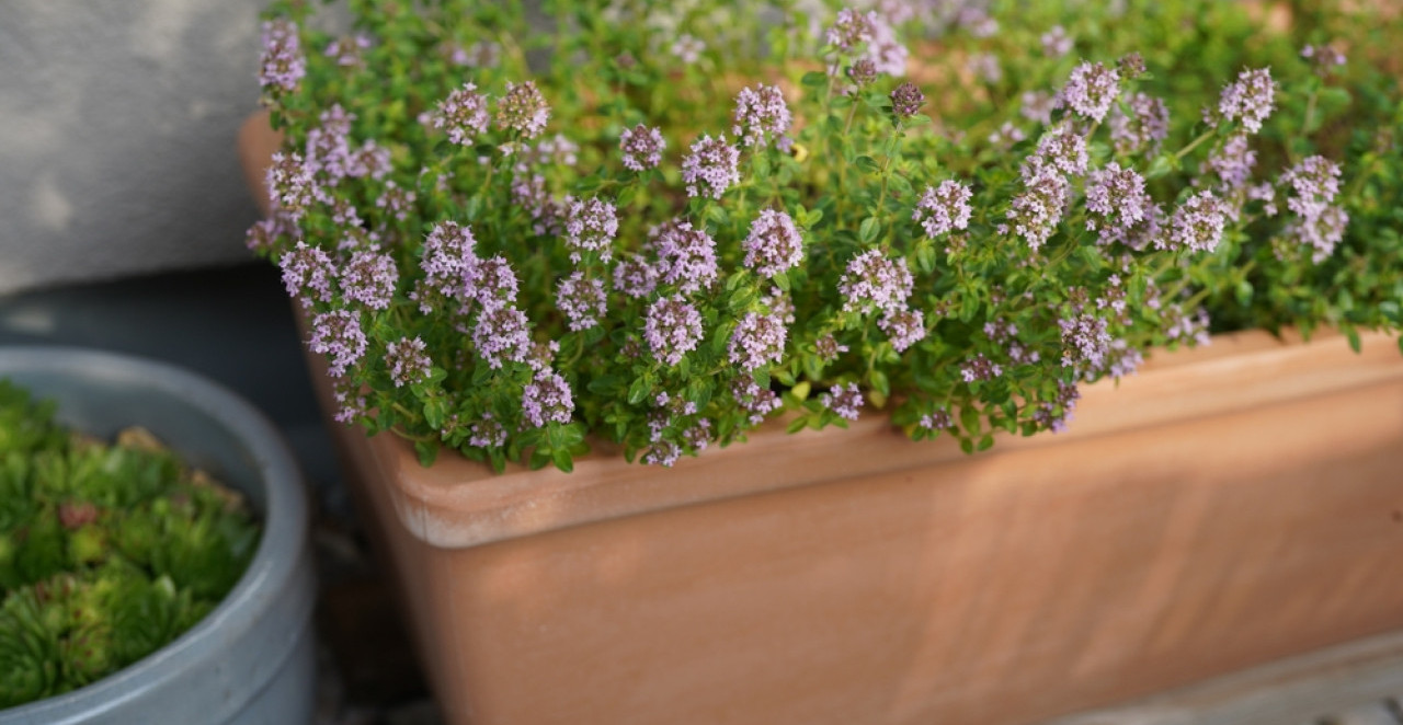 BILJKA BEZ MANE Leči kašalj, smiruje i vraća miran san!