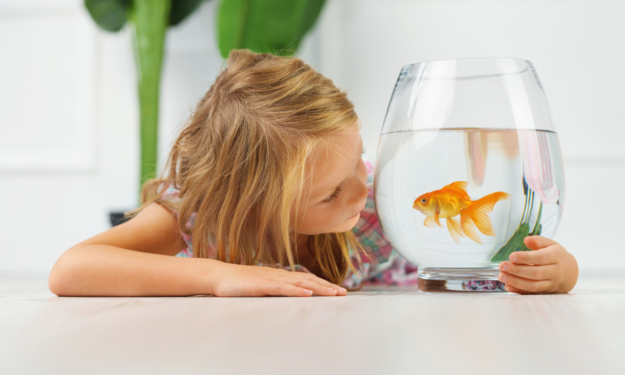 KAŽU DA OVAJ KUĆNI LJUBIMAC MENJA ENERGIJU DOMA Saznajte zašto svi pričaju o ovom malom prijatelju