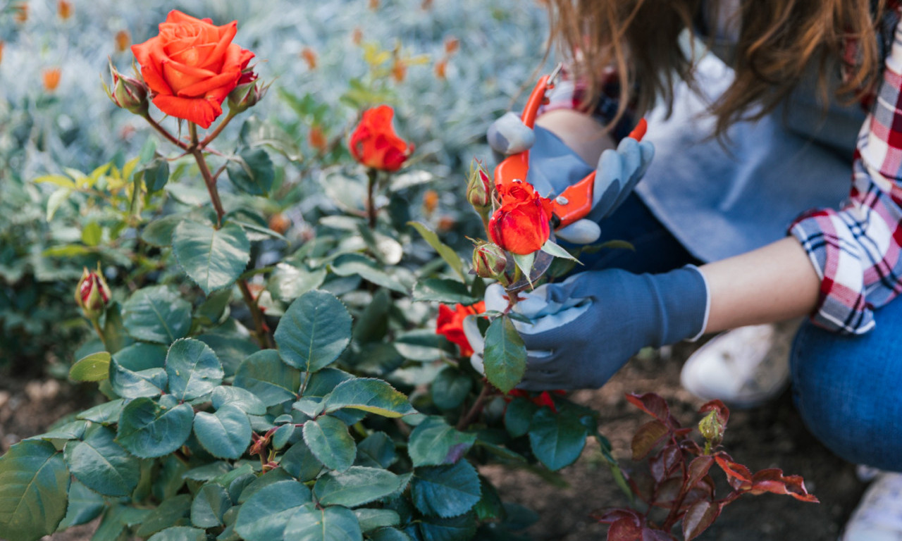 SAD SE SADE RUŽE Evo kako da budu najlepše u kraju - samo pratite ove savete!
