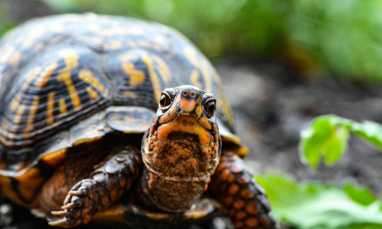 ŽELJKA DONOSI SREĆU Ako vidite ovu životinju, veruje se da vam se želje ostvaruju