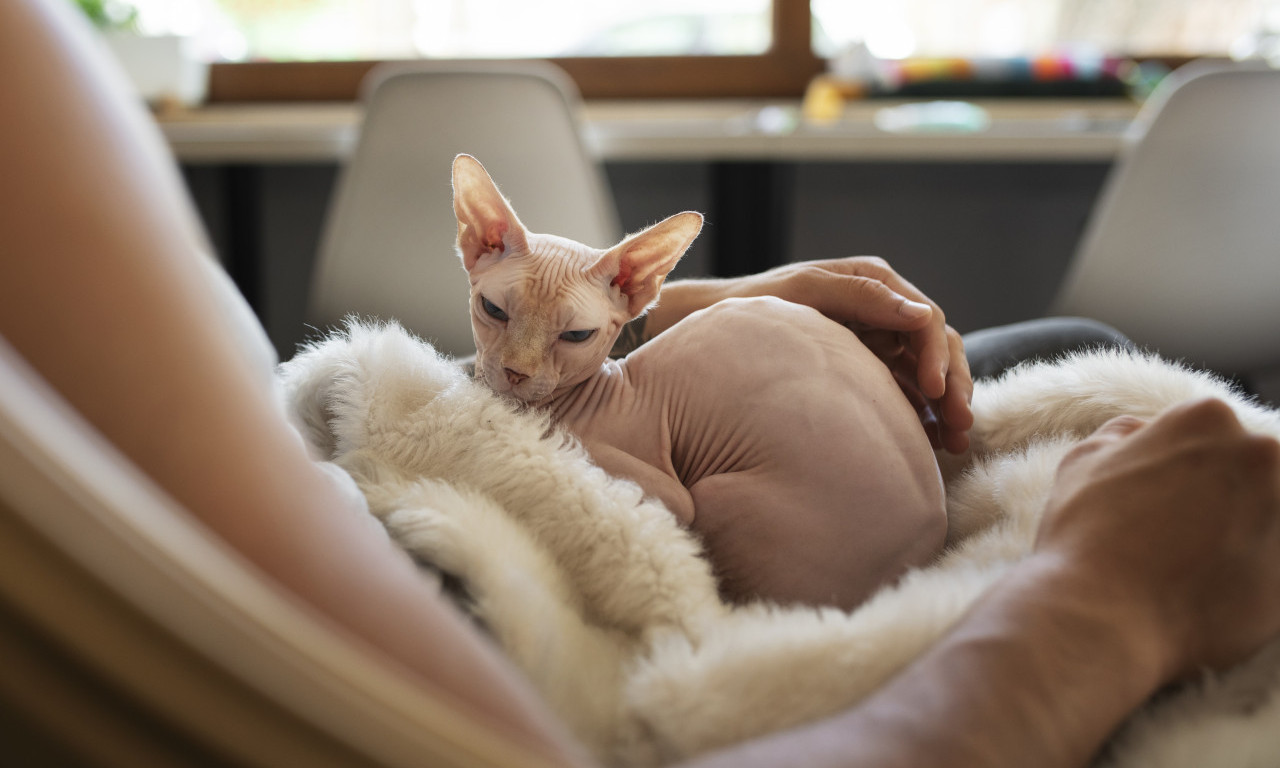 MAČKA SPAVA NA VAMA? Evo zašto bira baš vaše krilo, stomak ili grudi
