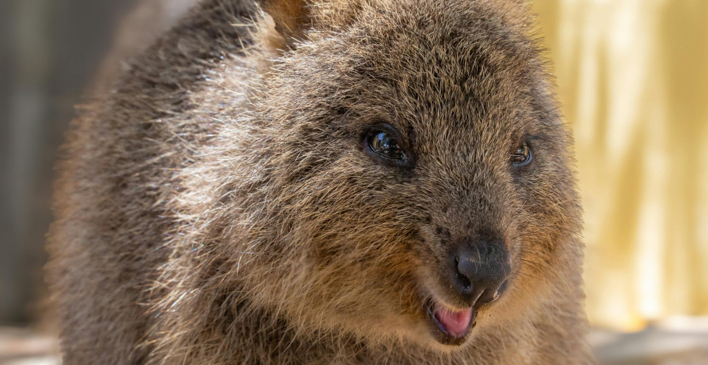 OVO JE NAJSREĆNIJA ŽIVOTINJA NA SVETU! Australijska kuoka koja osvaja srca i društvene mreže!