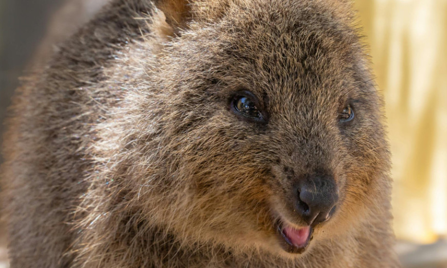 /data/images/2025-10-28/166237_pexels-gsn-travel-30652256_kf.jpg OVO JE NAJSREĆNIJA ŽIVOTINJA NA SVETU! Australijska kuoka koja osvaja srca i društvene mreže!