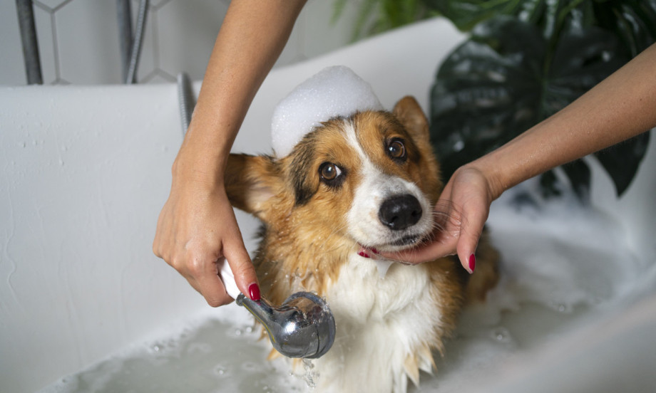 KUPANJE PASA Koliko često treba da se tuširaju i na koji način?