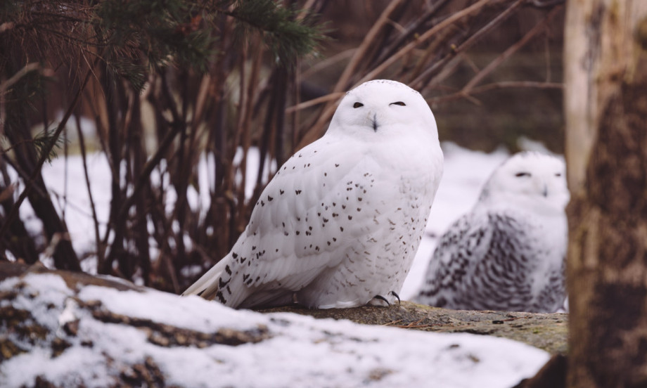 NAJSLAĐA PTICA NA PLANETI Zašto je japanska snežna vila omiljena ljubiteljima ptica?
