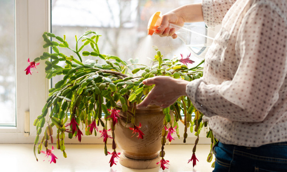 KAKO RAZMNOŽITI BOŽIĆNI KAKTUS Najjednostavniji vodič za uspešno ožiljavanje i negu ove omiljene praznične biljke