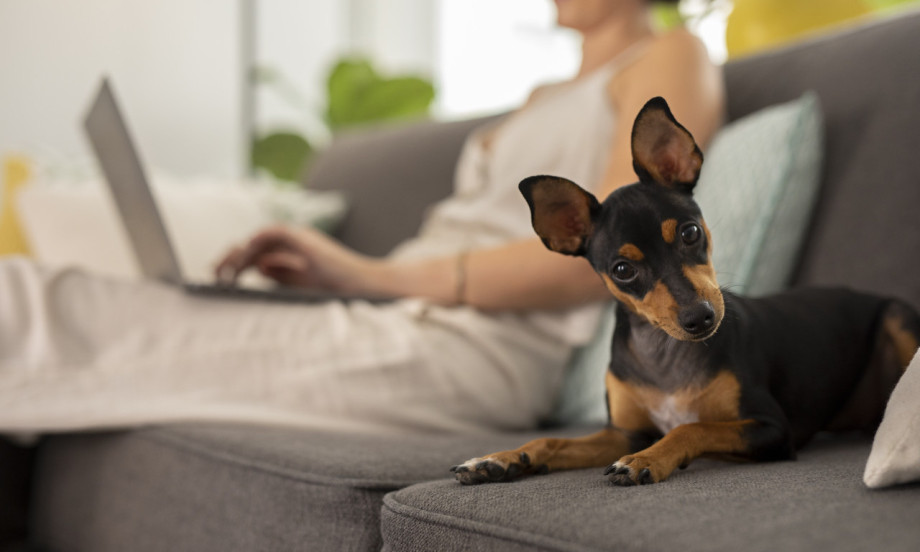 KAKO DA ODRŽITE HIGIJENU U STANU AKO IMATE PSA Trikovi za dlake, mrlje i mirise!