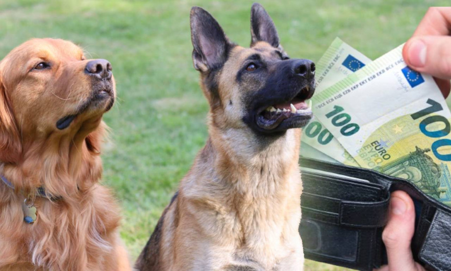 NAJTRAŽENIJE RASE PASA U SRBIJI I NJIHOVE CENE