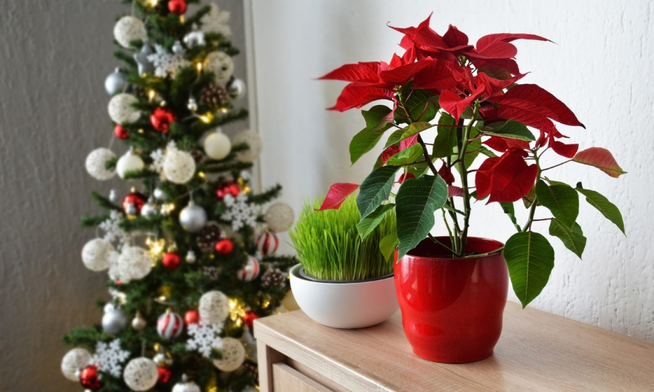 SVI SE PITAJU - KADA SE SADI PŠENICA ZA BOŽIĆ? Ovo je tačan datum po običaju i tradiciji!