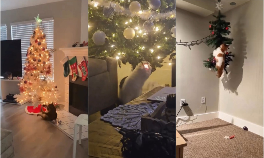 MAČKE I NOVOGODIŠNJA JELKA Kako da preživite praznike bez oborene jelke i uvređene mačke (VIDEO)