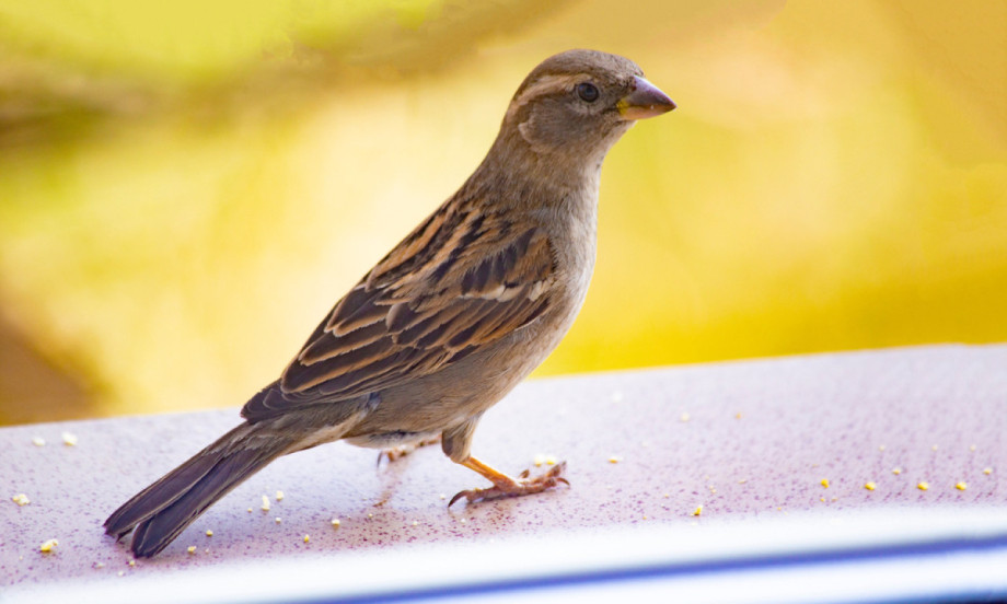 ŠTA ZNAČI KADA PTICA UDARI U PROZOR  Šta o ovom znaku govore narodna verovanja, a šta prećutkuju stručnjaci