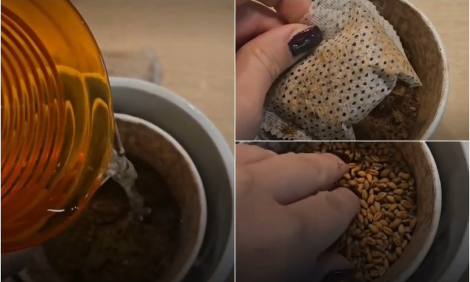 KAKO SE SADI BOŽIĆNA PŠENICA Običaj koji miriše na dom i praznike (VIDEO - KORAK PO KORAK)