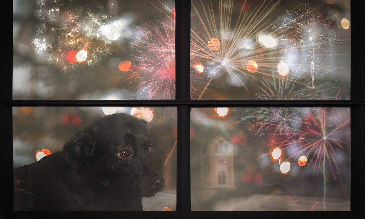 OLAKŠAJTE LJUBIMCU DOK PUCAJU PETARDE Veterinar za K1info otkrio trik sa "vezivanjem" i šta raditi tokom praznika (FOTO)