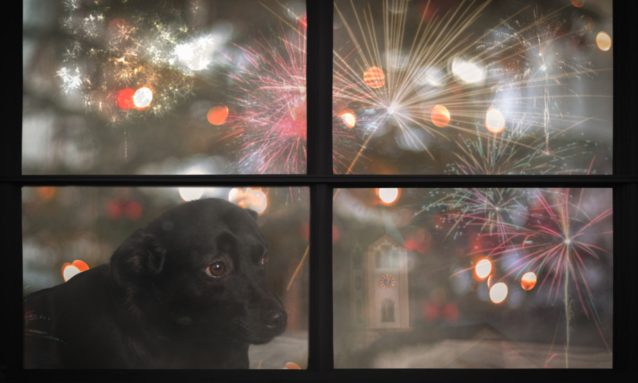 OLAKŠAJTE LJUBIMCU DOK PUCAJU PETARDE Veterinar za K1info otkrio trik sa "vezivanjem" i šta raditi tokom praznika (FOTO)