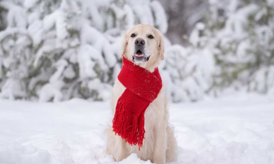 RASE KOJE NE PODNOSE HLADNOĆU Kako da zaštitite šape psa tokom zime i velikog snega