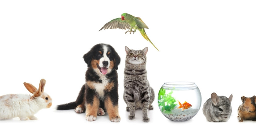 TOP 10 NAJPAMETNIJIH ŽIVOTINJA NA SVETU Neke očekujete na listi, ali ove će vas potpuno iznenaditi!