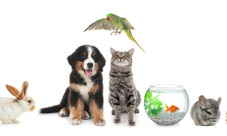 TOP 10 NAJPAMETNIJIH ŽIVOTINJA NA SVETU Neke očekujete na listi, ali ove će vas potpuno iznenaditi!