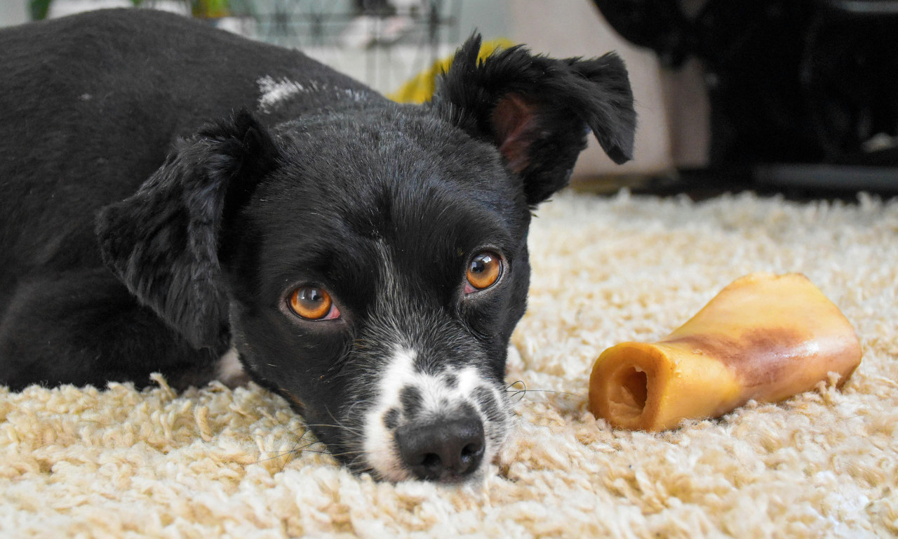 VETERINARI UPOZORAVAJU Ovih 5 znakova odmah otkriva da pas nije dobro