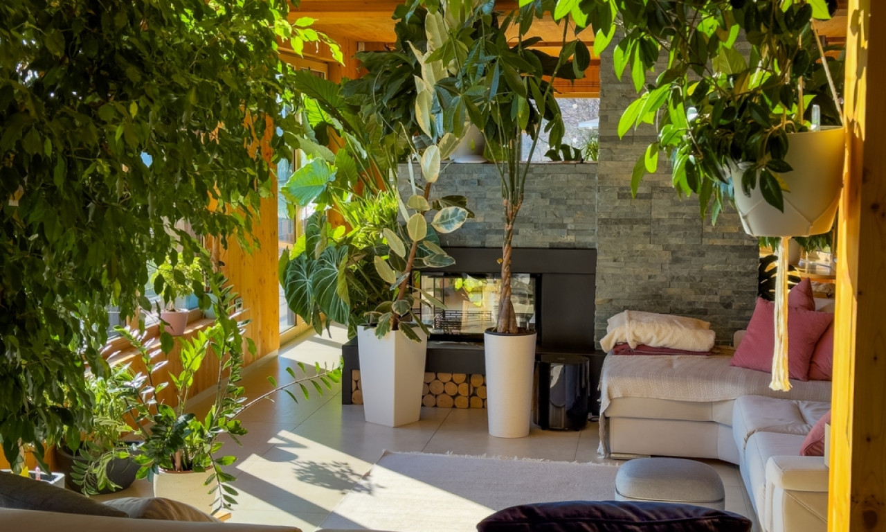 OVU BILJKU SADA SVI KUPUJU Veruje se da donosi novac i sreću, a treba da se stavi baš na ovo mesto u kući