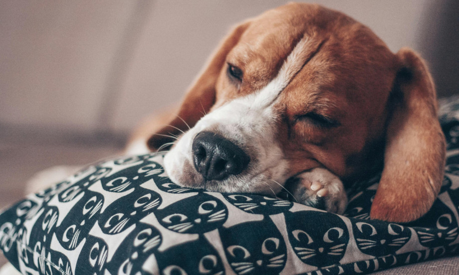 DA LI ZNATE ŠTA PSI SANJAJU? Ovo će vam otopiti srce!