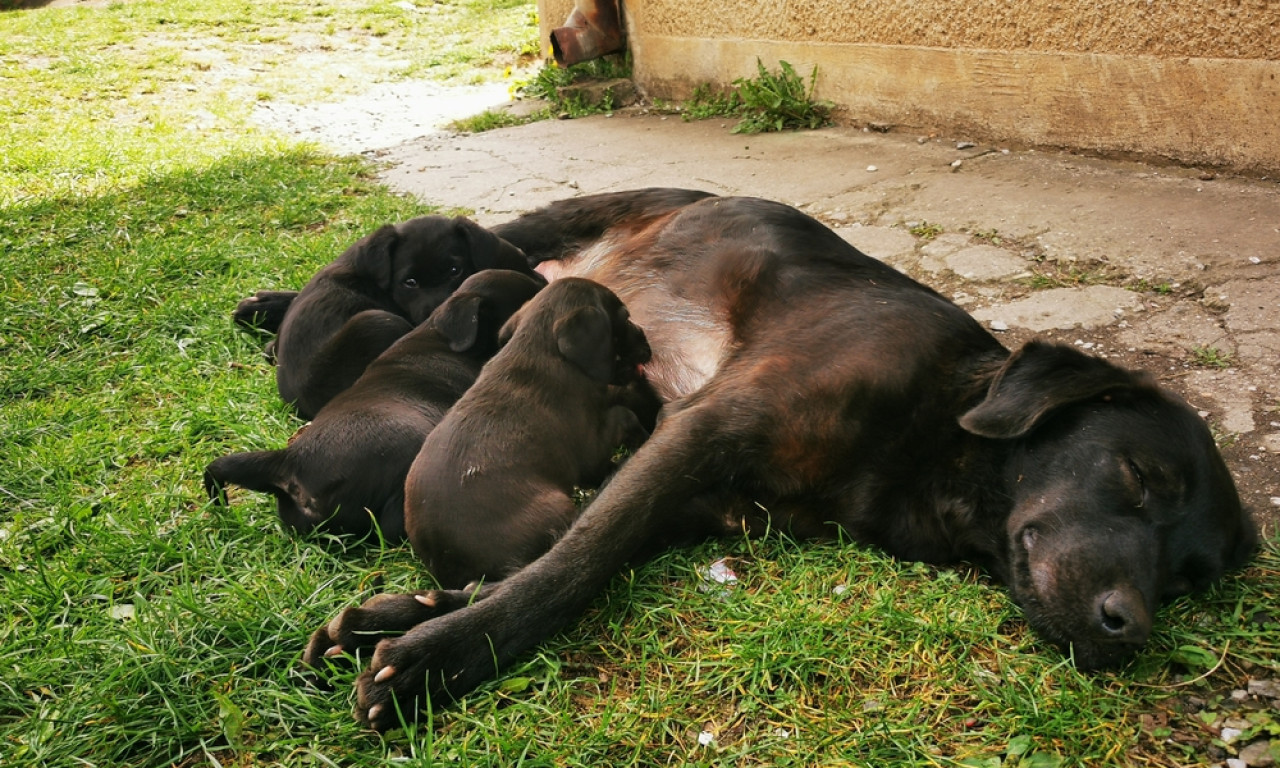 STROGE KAZNE DO 5.000 EVRA Podgorica zabranjuje razmnožavanje pasa i mačaka