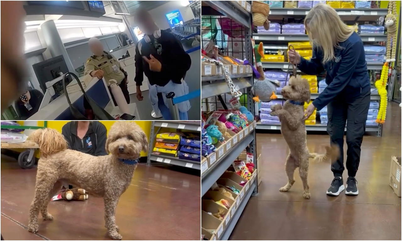 OSTAVILA PSA NA AERODROMU, OTIŠLA NA LET PA DOBILA LISICE NA RUKE Žena uhapšena a mališan traži novi dom! (VIDEO)