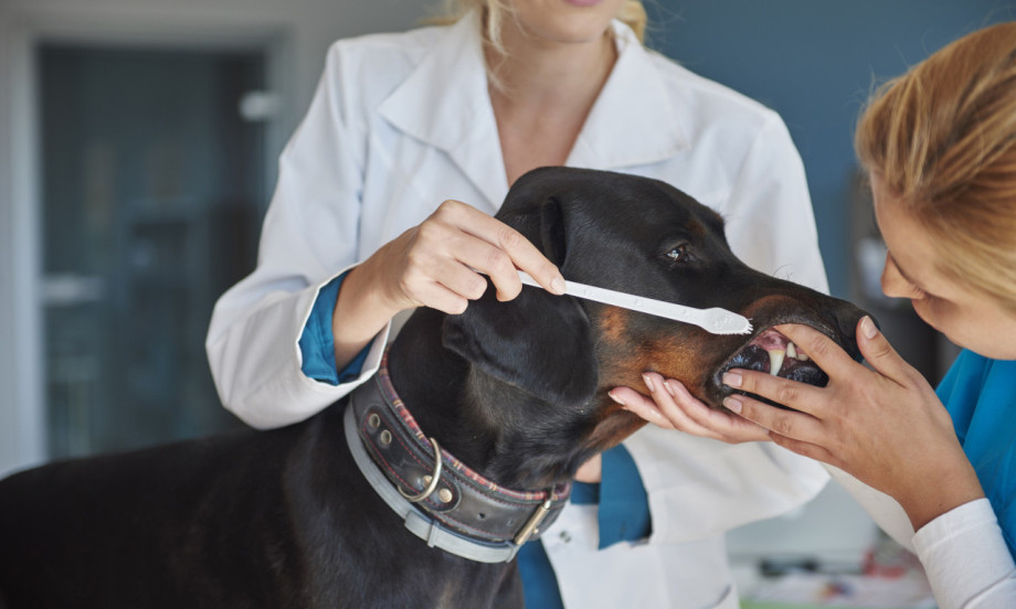 DA LI PERETE ZUBE SVOM LJUBIMCU? Otkrijte šta može da se desi ako je odgovor ne