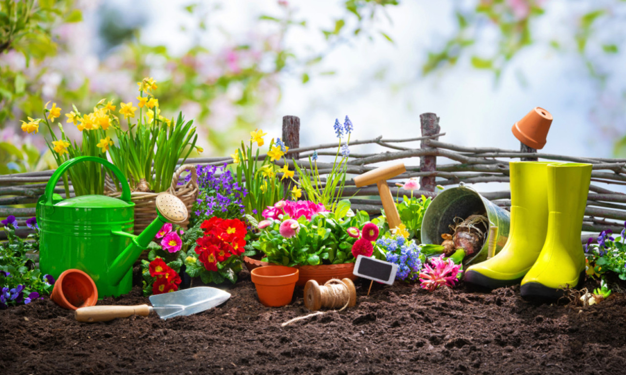 ZASADITE IH SADA, A U APRILU ĆE VAM BAŠTA CVETATI Pet vrsta cveća koja treba sad da se posade