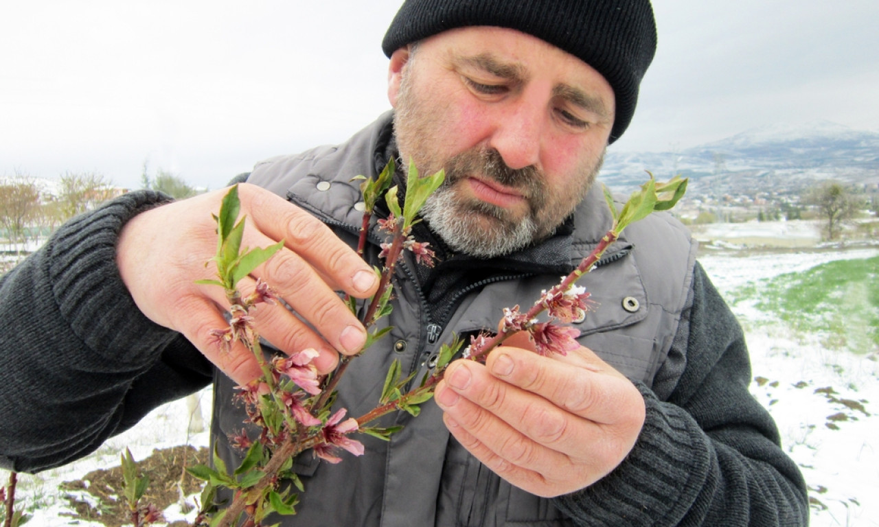 EVO KAKO BAŠTOVANI TAČNO ZNAJU KADA STIŽE POSLEDNJI MRAZ Nije magija, već pametna strategija