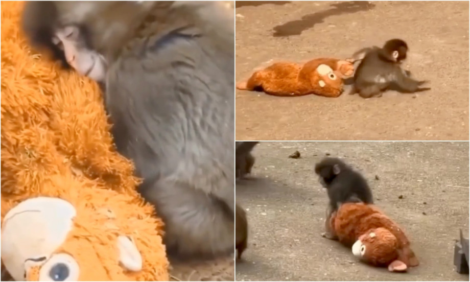 MAJKA GA ODBACILA, PA JE ZAMENIO PLIŠANOM IGRAČKOM SAMO DA JE GRLI Priča malog Panča slomila je i najtvrđa srca (VIDEO)