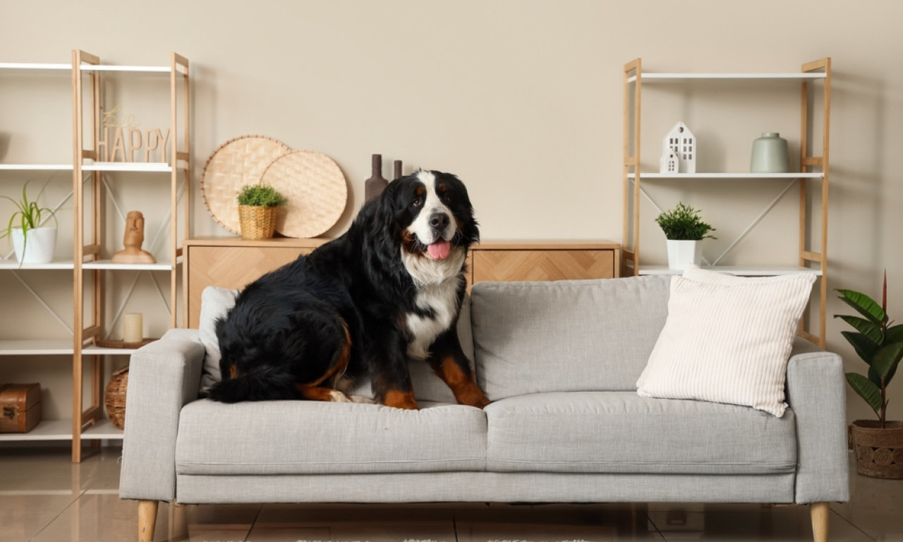 SOFA VAM SMRDI? Ovi trikovi brišu mirise za 20 minuta