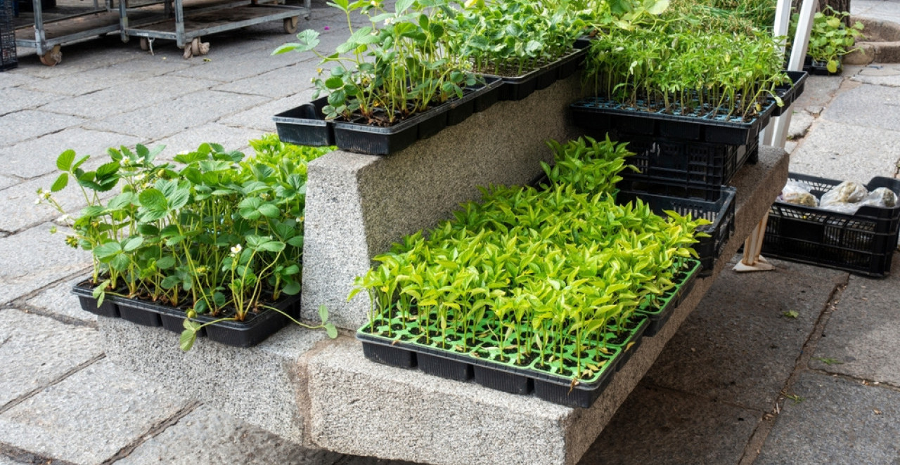 KO KRENE U FEBRUARU, BERE PRVI! Evo šta treba saditi već sada