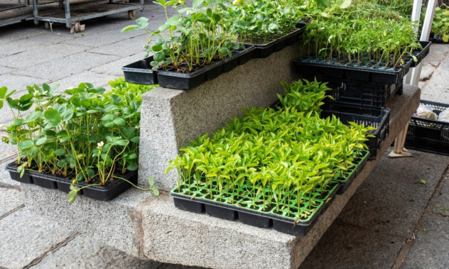 KO KRENE U FEBRUARU, BERE PRVI! Evo šta treba saditi već sada