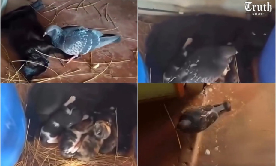 GOLUB PRAVIO GNEZDO ZA TRUDNU MAČKU Priča koja vraća veru u dobrotu (VIDEO)