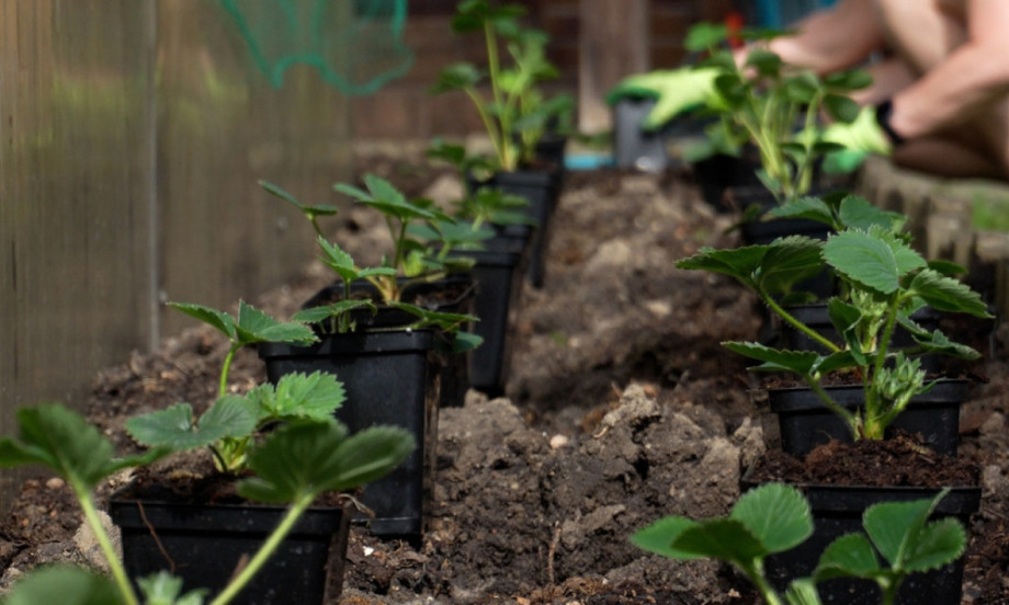 SADA JE PRAVO VREME DA IDETE PLASTENIK Kako da posejete jagode za jak rast i punu činiju plodova