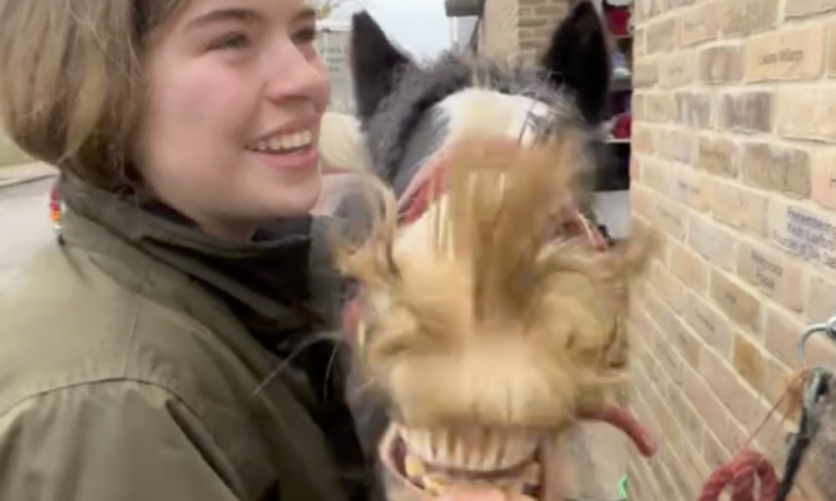 IMA BRKOVE KAO PRAVI GOSPODIN Konj Redži postao hit na internetu, svi se pitaju kako je moguće?! (VIDEO)