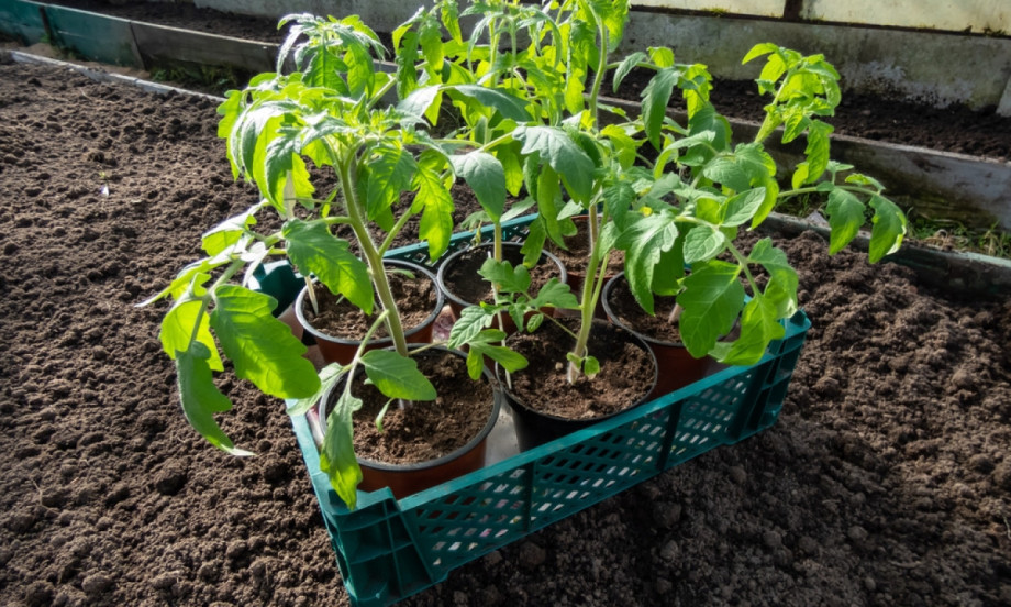 PINICIRANJE PARADAJZA Kada skidati zaperke, a kada ih nikako ne dirati