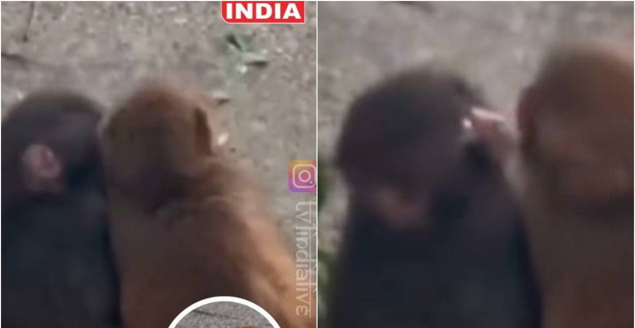 SRCE DA SE ISTOPI Nekad je bio sam, a sada ljubi svoju devojku – majmun Panč osvojio internet (VIDEO)