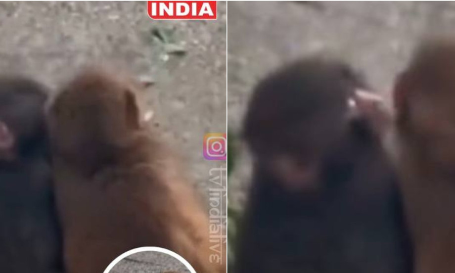 SRCE DA SE ISTOPI Nekad je bio sam, a sada ljubi svoju devojku – majmun Panč osvojio internet (VIDEO)