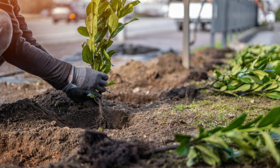 KAD I KAKO SE SADI ŽIVA OGRADA Trikovi da vam uspe kao iz rasadnika