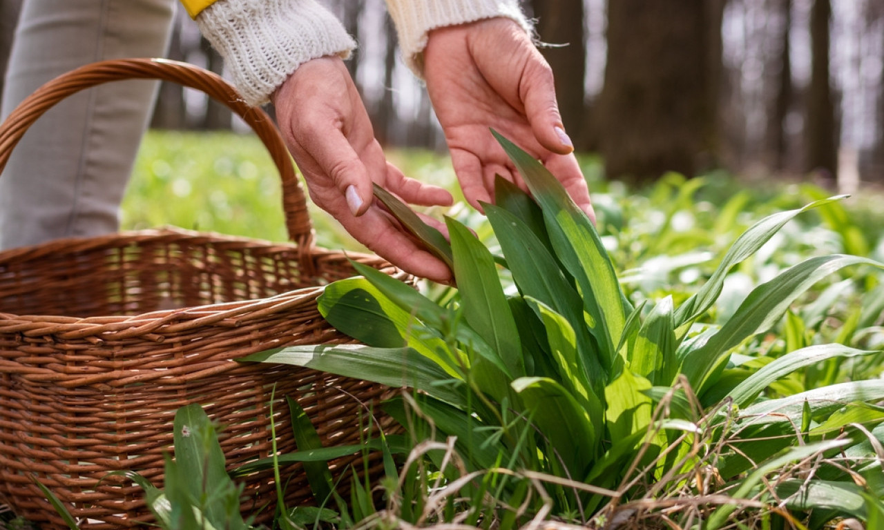 BERETE LI SREMUŠ? Ako ga berete, ovo morate znati (JELA U KOJA SE STAVLJA)