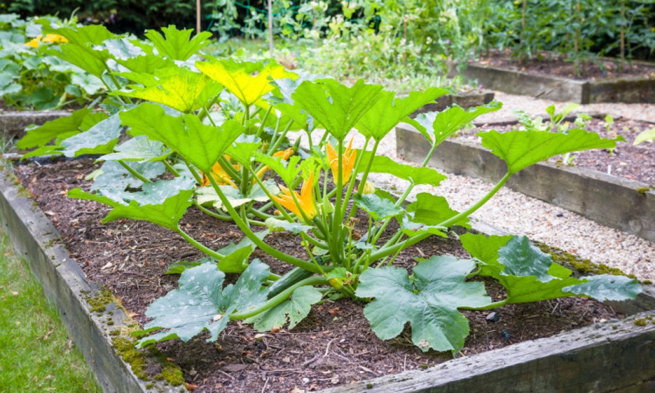 ROD KAO IZ BAŠTE: Evo kako da posadite tikvice u saksiji i berete cele sezone