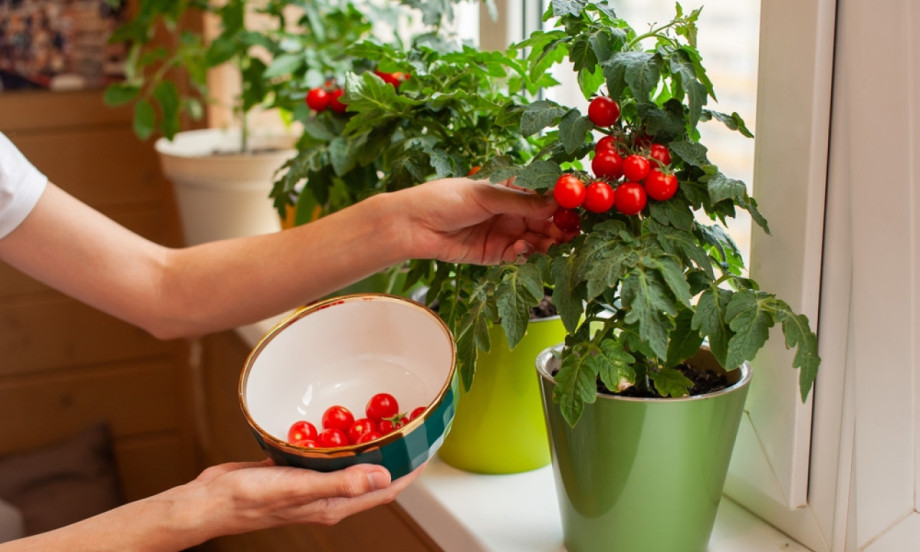 DOMAĆI ČERI PARADAJZ U SAKSIJI Kako da vam rodi kao lud!