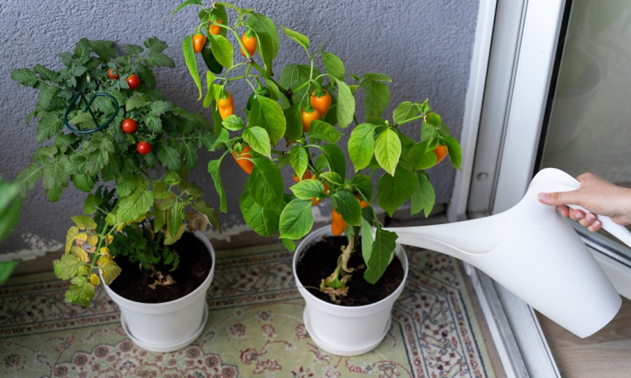 OVO RASTE KAO ŠAŠAVO Ljute papričice u saksiji rađaju kao nikad!