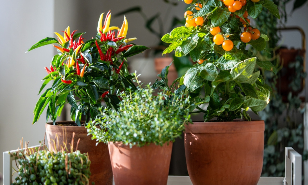 8 BILJAKA KOJE SAVRŠENO USPEVAJU U SAKSIJAMA Idealne su za terasu, balkon i malo dvorište