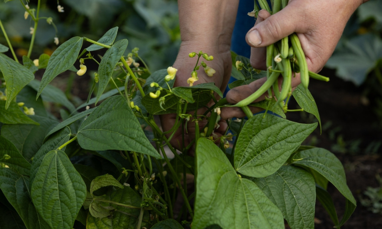 SEJE SE VEĆ SADA Grašak uspeva i na mrazu – evo kako da kofa bude puna ploda!