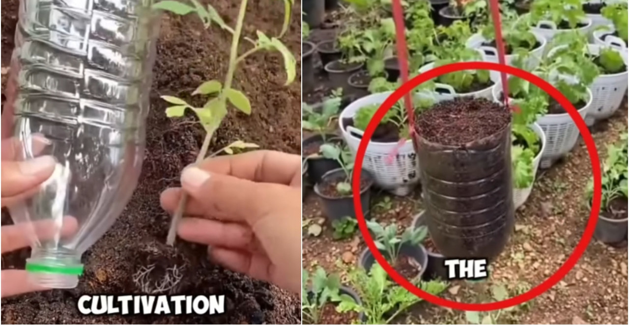 PARADAJZ U FLAŠI - HIT PROLEĆA Evo kako da ga posadite i dobijete rod i bez bašte! (DIY SAVETI)