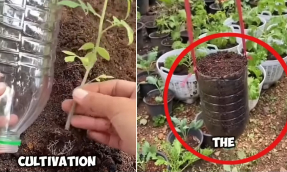 PARADAJZ U FLAŠI - HIT PROLEĆA Evo kako da ga posadite i dobijete rod i bez bašte! (DIY SAVETI)